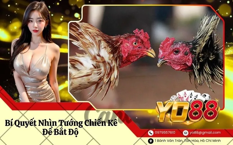 Bí Quyết Nhìn Tướng Chiến Kê Để Bắt Độ Bách Phát Bách Trúng