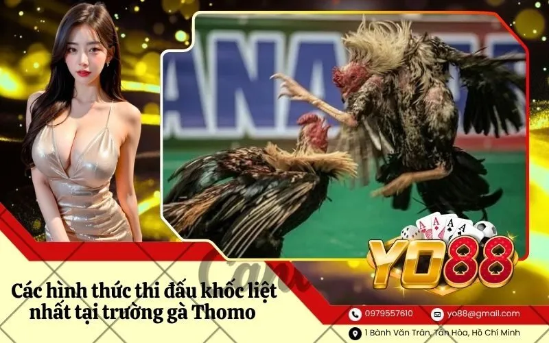 Các hình thức thi đấu khốc liệt nhất tại trường gà Thomo hiện nay