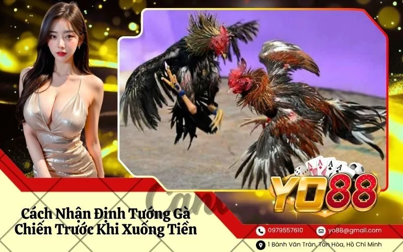 Cách Nhận Định Tướng Gà Chiến Trước Khi Xuống Tiền