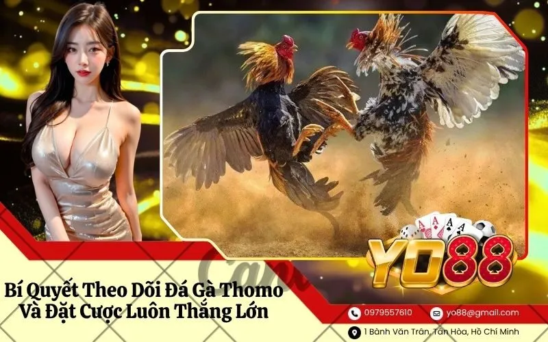 Đá Gà Thomo
