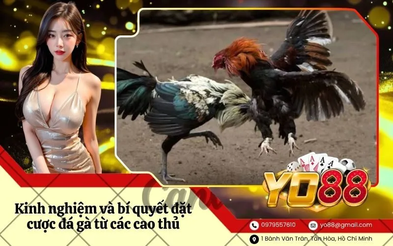 Kinh nghiệm và bí quyết đặt cược đá gà từ các cao thủ