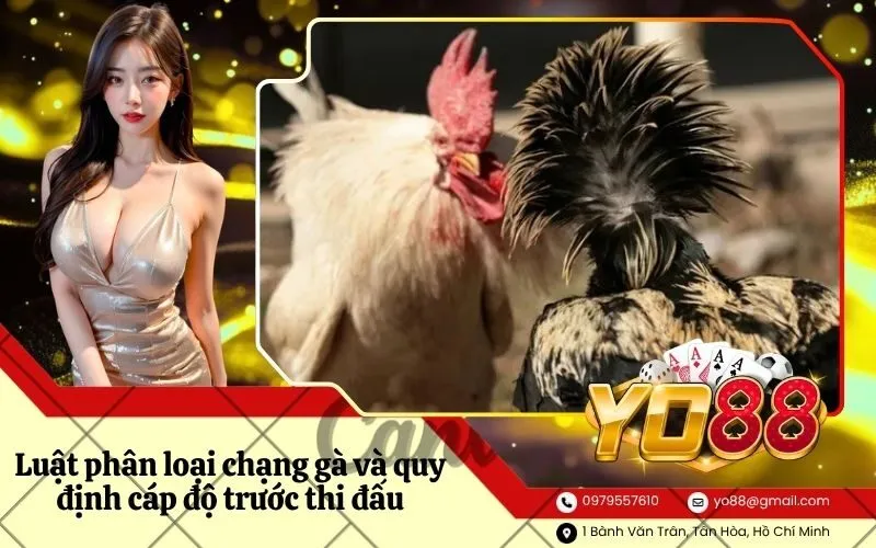 Luật phân loại chạng gà và quy định cáp độ trước thi đấu
